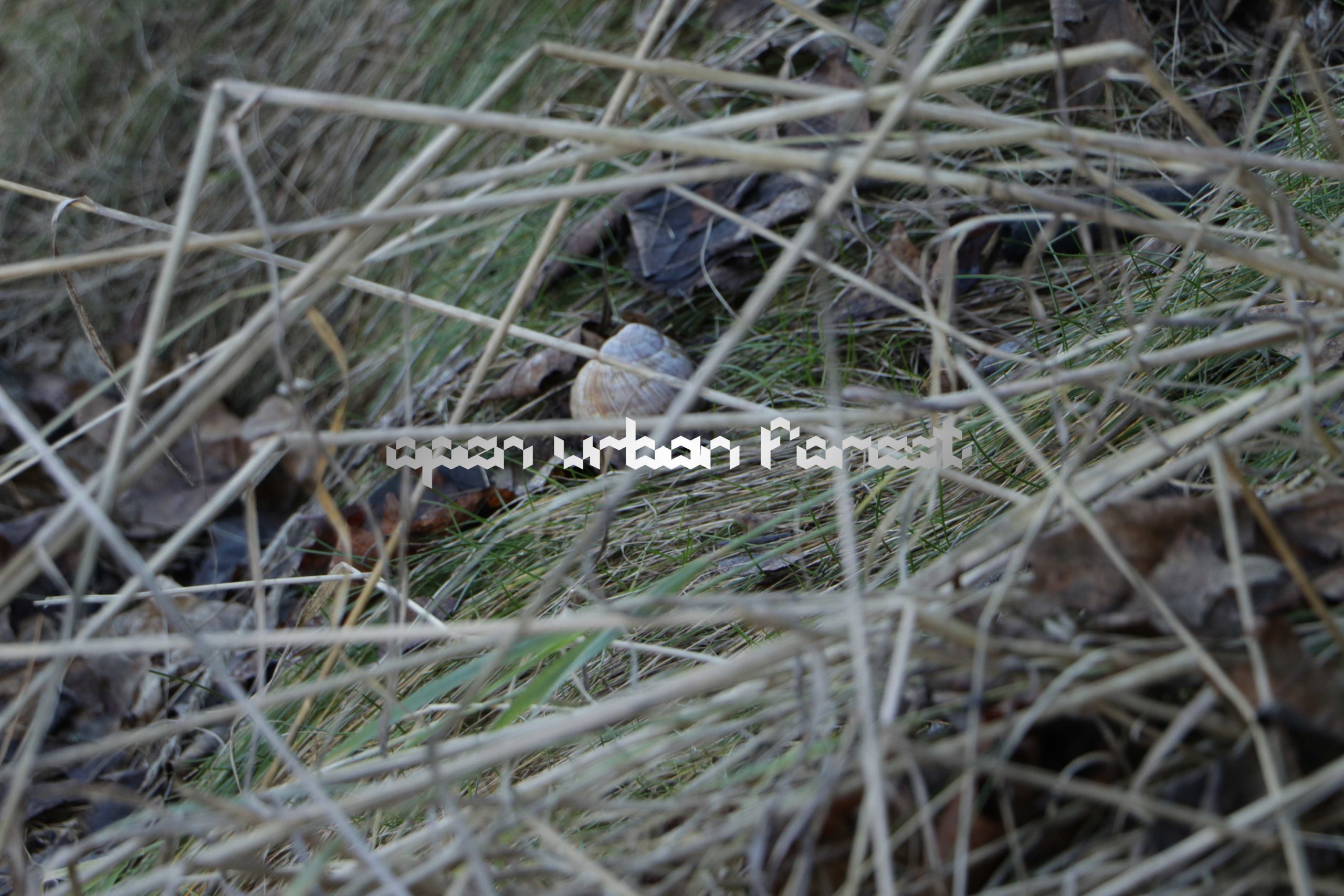 Reset ! - Member : ssesi.space - Open Urban Forest - photos from ssesi.space premisses 